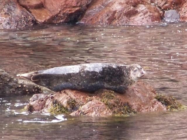 Sea Fan Grotto - Seal on the Rocks at Sea Fan Grotto