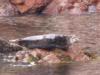 Seal on the Rocks at Sea Fan Grotto