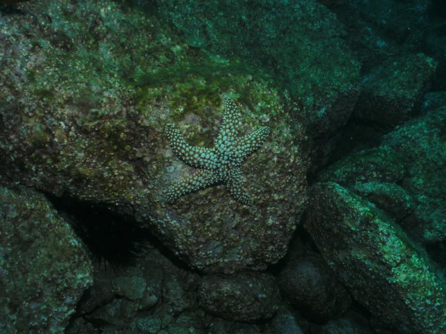 Sea Fan Grotto - Ochre Seastar
