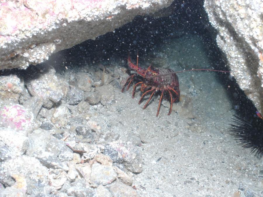 Sea Fan Grotto - Spiny Lobster
