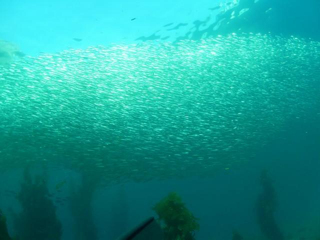 Red Bluff - Bait Fish