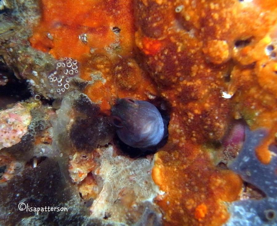 St Andrews State Park Jetties - Gulf side - blenny