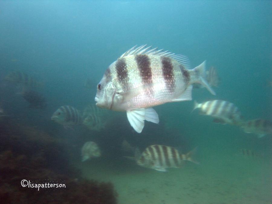 St Andrews State Park Jetties - Gulf side - sheepshead