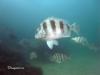 St Andrews State Park Jetties - Gulf side - sheepshead