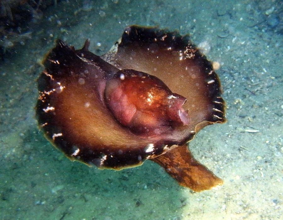 St Andrews State Park Jetties - Gulf side - sea hare