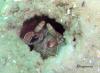 St Andrews State Park Jetties - Gulf side - mantisshrimp
