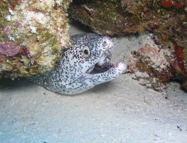 Tormentos Reef - Spotted moray