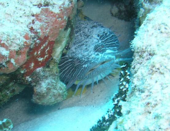 Tormentos Reef - Splendid toadfish