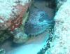 Splendid toadfish