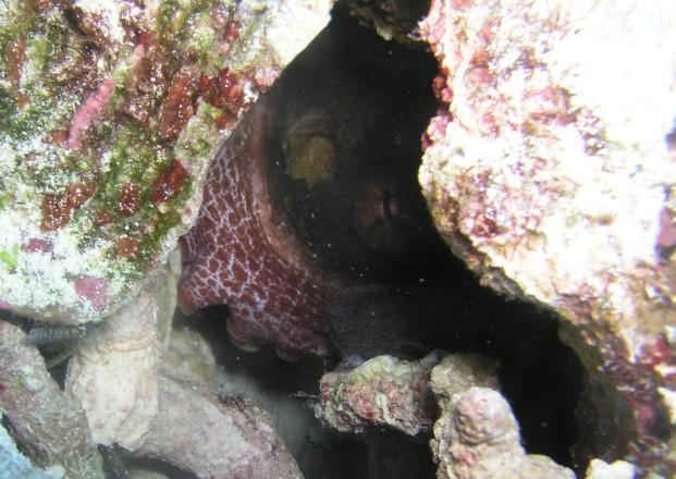 Tormentos Reef - Octipus eye