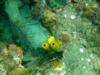 Carlisle Bay (Frog Fish)