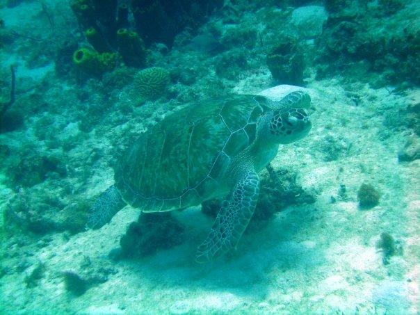 Carlisle Bay - Carlisle Bay (Turtle)