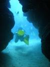 Cypress Tunnel - Belize