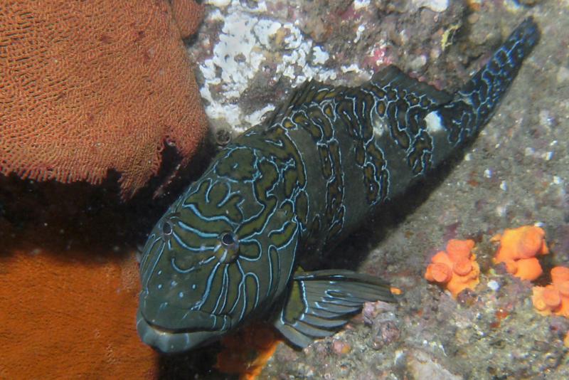 Neptunes Finger - Giant Hawkfish at Neptunes Finger