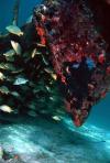 The Hesperus/Turtle Wreck - Bahamas