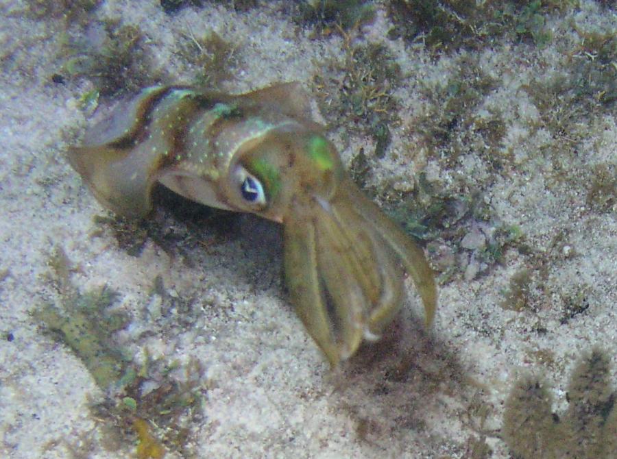 Cobalt Coast - Found this squid just off from the dock on the way back in.