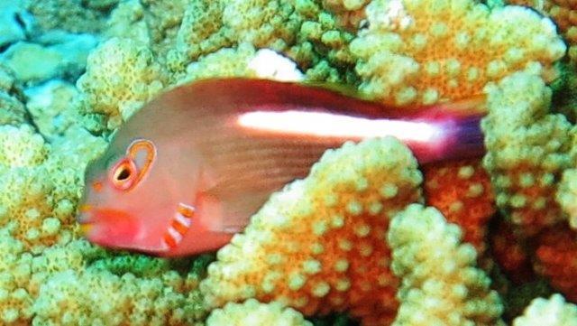 Kaiser Reef - ArcEye HawkFish, Kaiser Reef (2013)