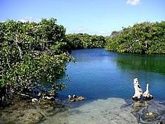 Casa Cenote /Cenote Manatee - Casa Cenote /Cenote Manatee