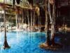 Cenotes The Sacred Waters of the Riviera Maya  - badintexas