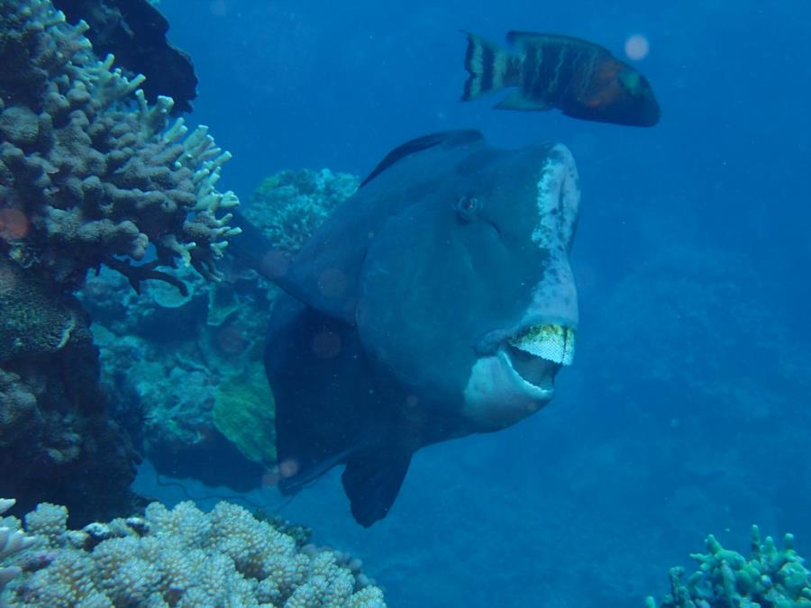 Great Barrier Reef aka GBR - .