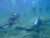 Abu Dabbab - Dugong at Abu Dabab