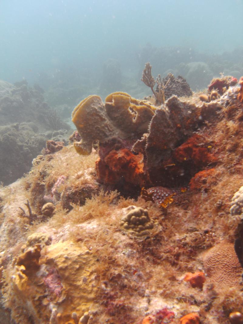 The Ledges - Coral head at the ledges