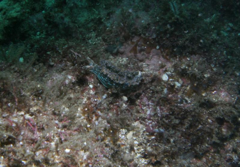 Gulf of Papagayo: Virador - Nudibranch at Virador