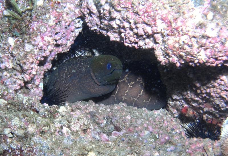 Meros - Friendly Moray