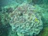 Boracay Island - Corals at Boracay Island