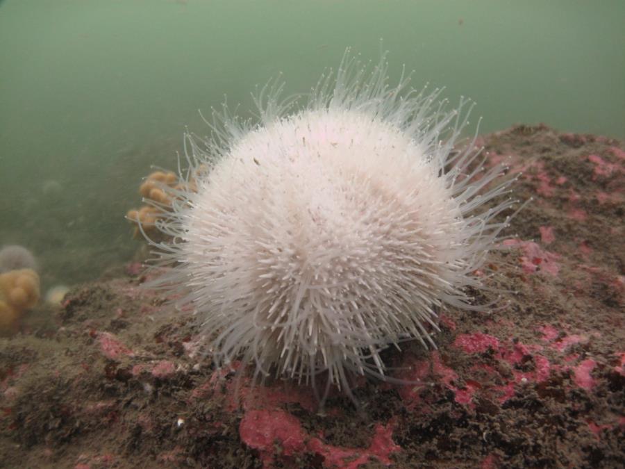 St Abbs - Sea Urchin