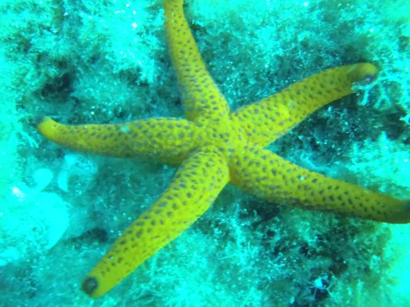 La Azohia,Spain -  Starfish