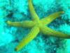 La Azohia,Spain -  Starfish