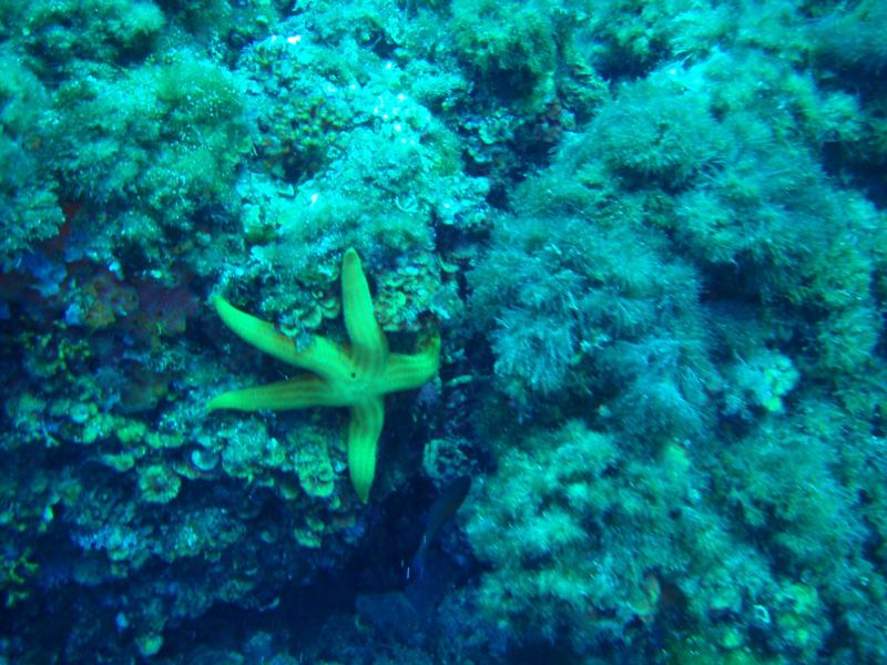 La Azohia,Spain - Life under water