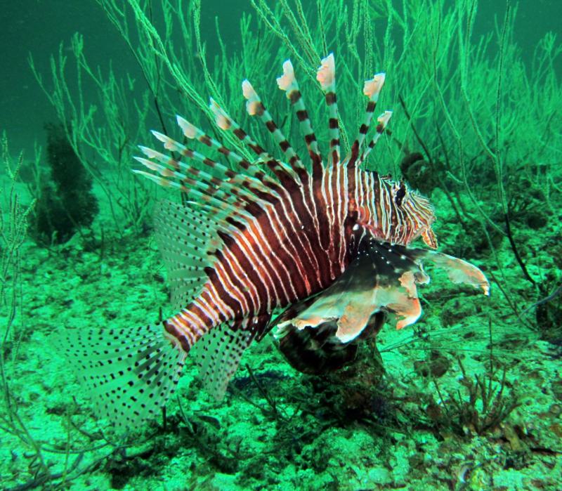 Octopus Rock - Lionfish