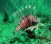 Lionfish - Sheesadive