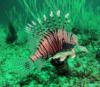 Octopus Rock - Lionfish