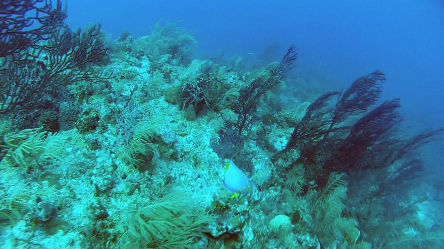 Conch Wall - Conch Wall