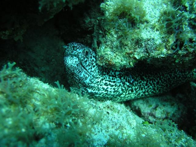 Davis Reef aka Davis Ledge - Moray under the ledge