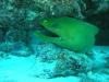 Davis Reef aka Davis Ledge - Green moray under the ledge