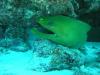 Green moray under the ledge - LatitudeAdjustment