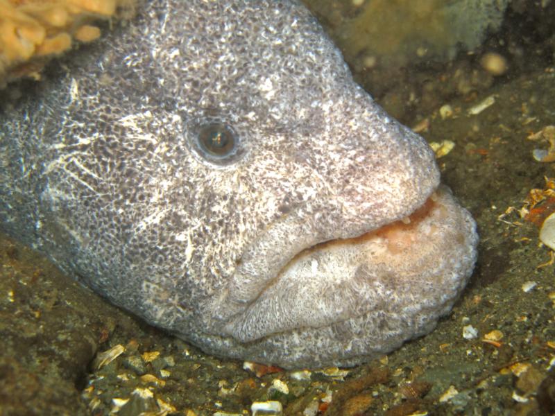 Tacoma, WA - Wolf eel