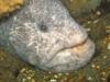 Wolf eel