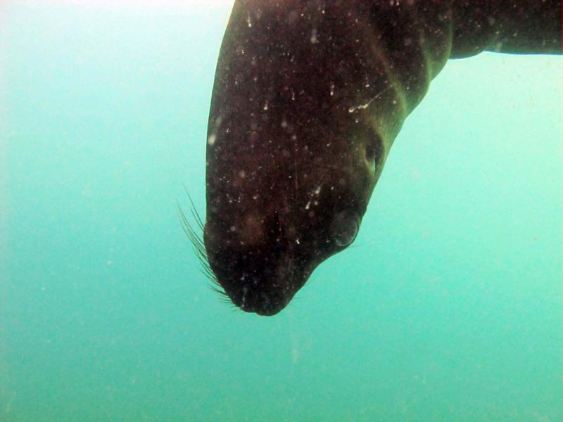 Puerto Madryn - Sea lion diving