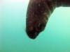 Sea lion diving