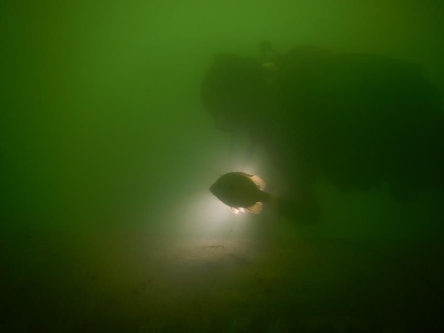 Wheeler Branch Lake - Perch at WB. Photo was taken around noon at 18’.