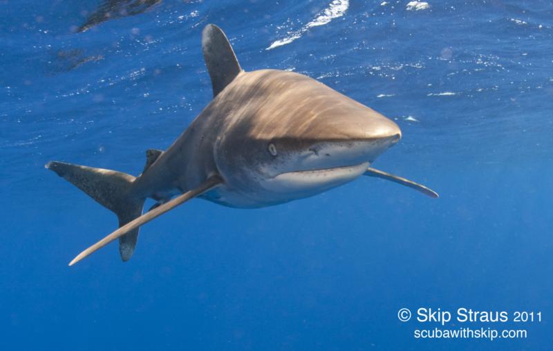 Charlene’s Reef - Oceanic Whitetip