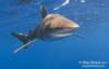 Oceanic Whitetip