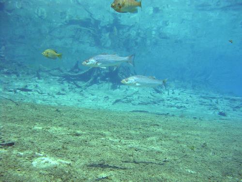 Morrison Springs - Striped Bass