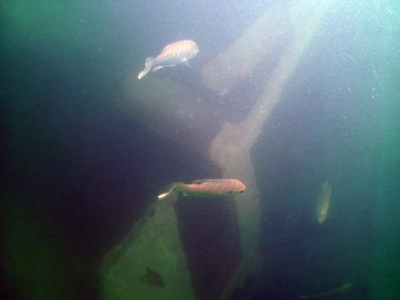 Canyon Lake - North Park - Fish in the wrecks