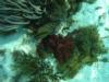 coral at Cerebros - WarmWaterTurner